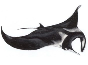 Manta Projects
